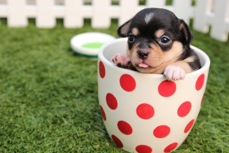Cute pup in a cup - Love Dogs