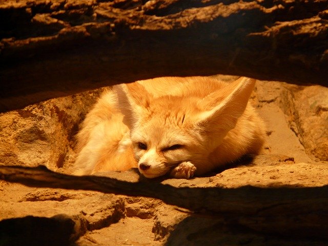 Fennec Fox Lazing in the sunshine